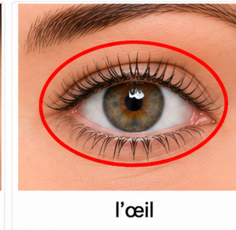 L’œil