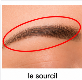 Le sourcil