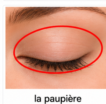La paupière